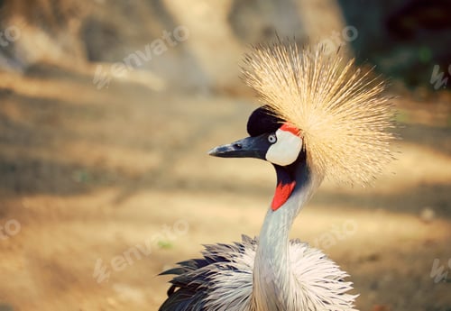 Preview: Grey crowned crane