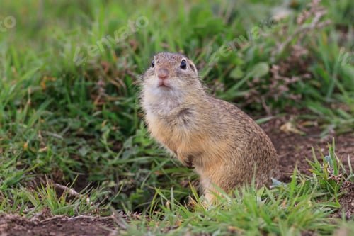 Preview: prairie dog in the grass