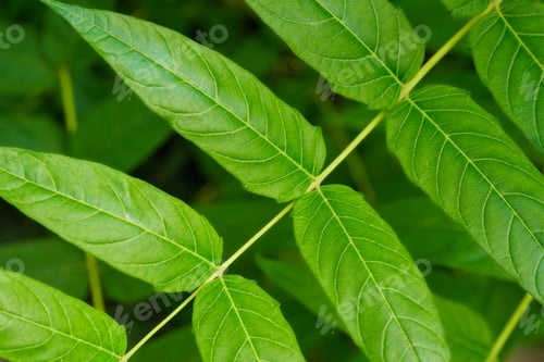 Preview: China-sumac Ailanthus altissima tree branch
