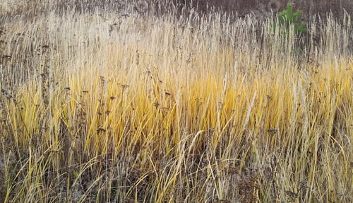 Preview: Autumn herbs and plant