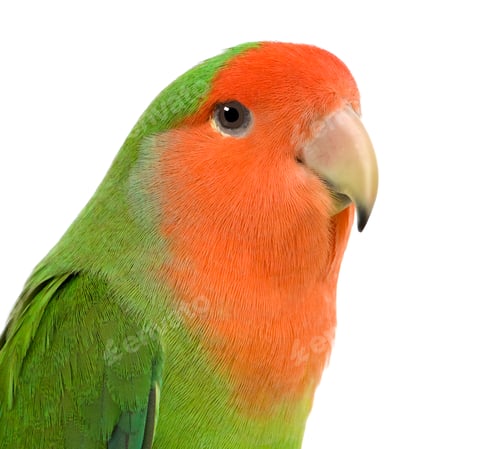 Preview: Peach-faced Lovebird