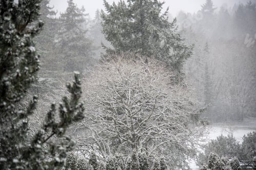 Preview: Snow covered trees