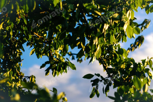 Preview: nature of green leaf in garden at summer. Natural green leaves plants using as spring background. Ec