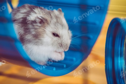 Preview: selective focus of adorable hamster sitting in blue plastic wheel in sunshine