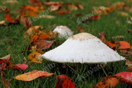 Preview: Mushroom And Fall Leaves - Photograph Of A White Mushroom In Bright Green Grass With Colorful Fall