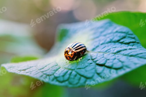 Preview: Colorado potato beetle eats potato leaves, close-up. dangerous pest for agriculture. bug and insect
