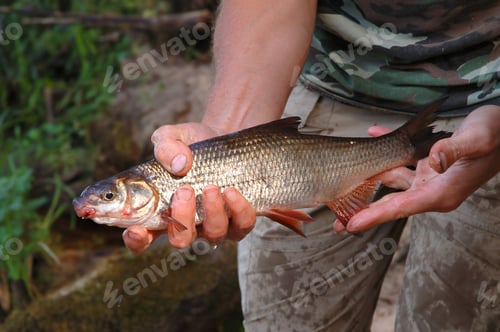 Preview: Fisherman and fish