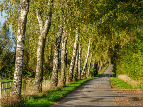 Preview: Landscape view of the alley. muensterland, westphalia, Germany