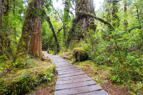 Preview: Boardwalk in the forest