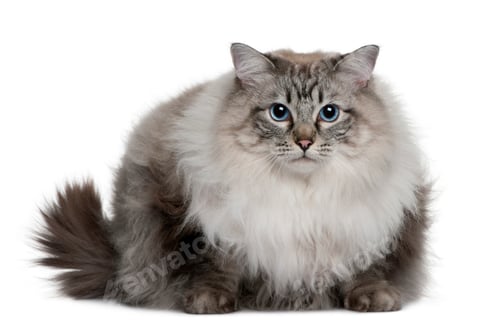 Preview: Ragdoll (2 years old)