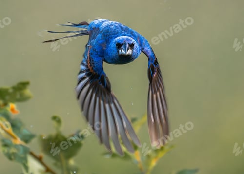 Preview: Close-up shot of a blue grosbeak in mid-flight with green foliage in the background