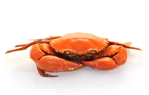 Preview: Boiled crabs prepared