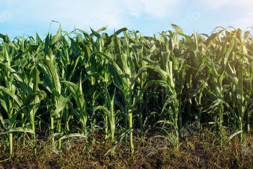 Preview: Green field of young maize stalks under blue sky in Ukraine