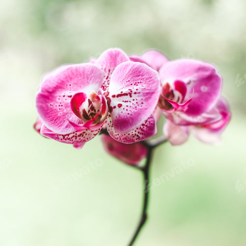 Preview: Closed-up shot of Pink Orchid in pot