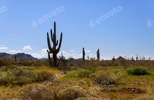 Preview: A large, cactus out in a filled with cactus in the desert mountains Arizona desert shines