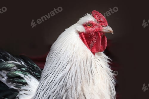Preview: Brahma chicken at an organic sustainable farm
