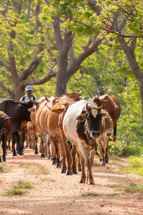 Preview: Cattleman and the livestock walking on the gravel road.