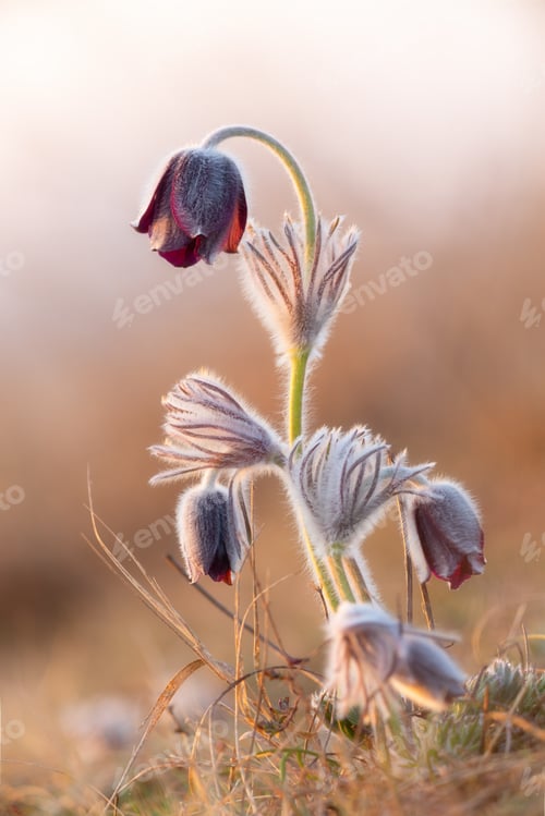 Preview: Black pasque flower - Pulsatilla nigricaus