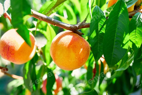 Preview: Peaches on the tree, Ripe summer peaches growing in a orchard