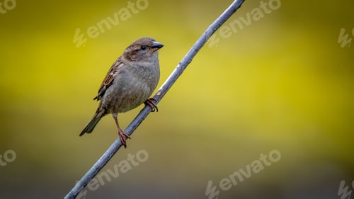 Vista previa: House Sparrow