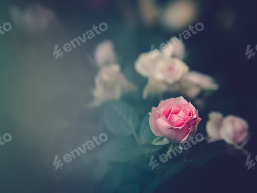 Preview: Pretty flower growing in garden