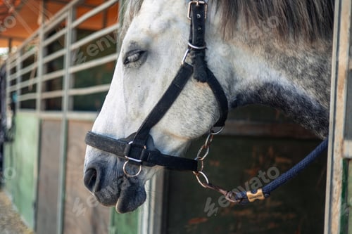 Preview: Close-up of a white horse's head with bridle exiting the stable at the ranch