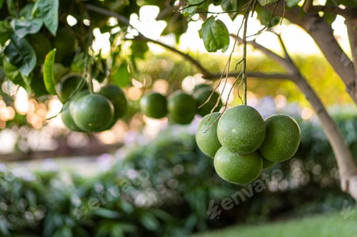 Preview: Green tangerines on a tree. Citrus fruit