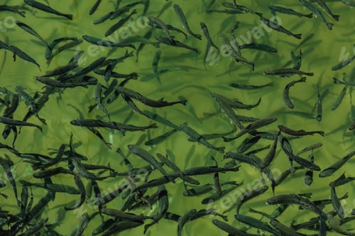 Preview: Closeup of school of juvenile fish in the freshwater