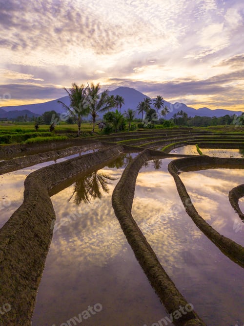 Preview: Beautiful morning view indonesia panorama landscape paddy fields