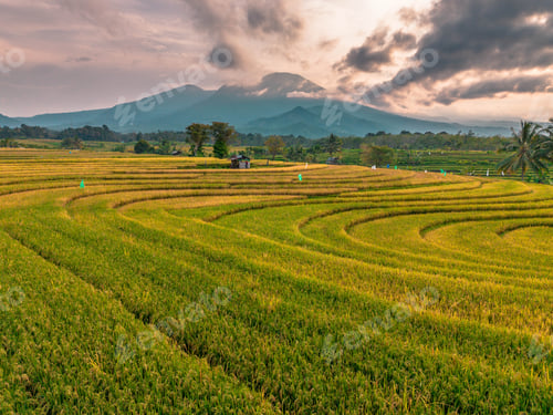 Preview: Beautiful morning view indonesia Panorama Landscape paddy fields