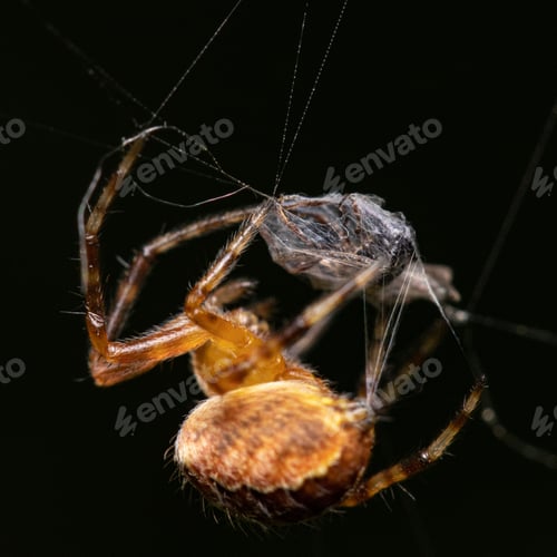 Preview: Macro shot of a spider wrapping spider silk around the insect.