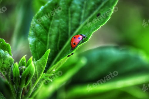 Preview: lady bug