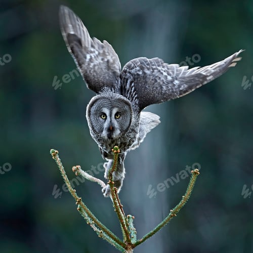 Preview: Great grey owl (Strix nebulosa)
