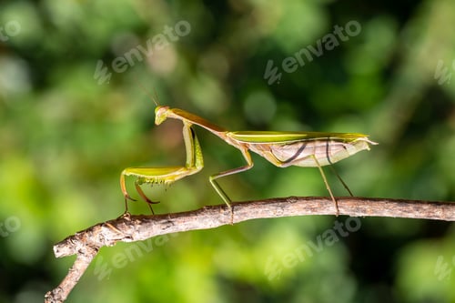 Preview: Mantis religiosa on dry branch