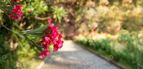 Preview: Close-up of bright pink oleander flowers in an spring blooming botanical garden copy space