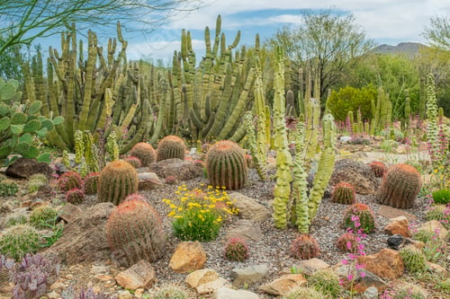 Preview: Mixed Cacti in the Desert