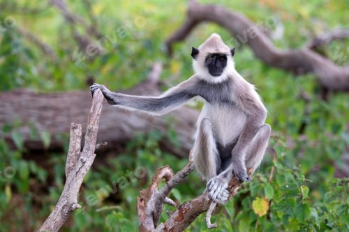 Preview: Gray langur or Semnopithecus priam thersites sits on tree