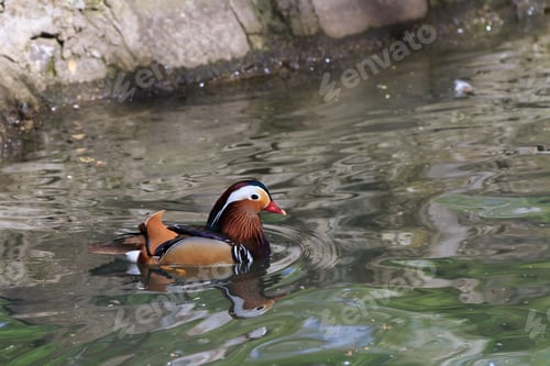 Preview: Mandarin Duck Drake (Aix Galericulata)
