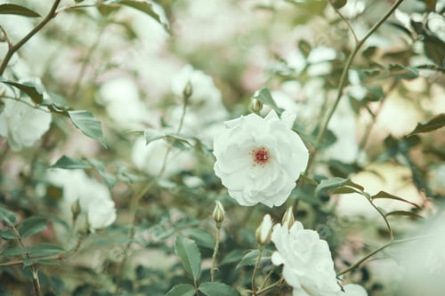 Preview: Blooming white roses in the garden. Selective focus, blurred background.