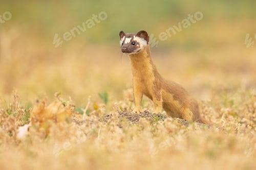 Preview: Closeup of a long-tailed weasel hunting. Neogale frenata.