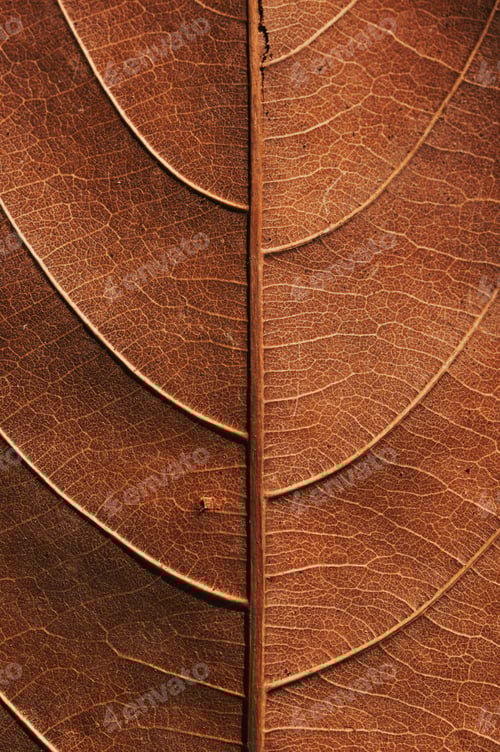 Preview: Close-up view of the dry leaf