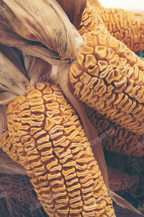 Preview: corn, vintage filter image