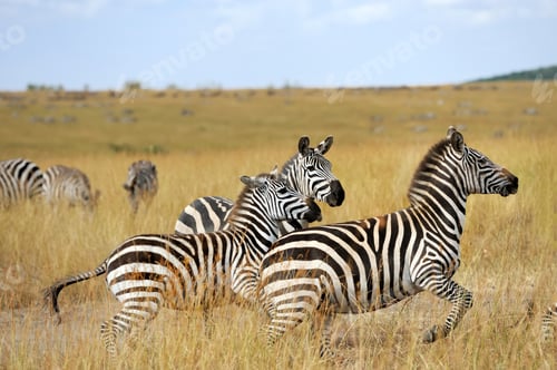 Preview: Zebra