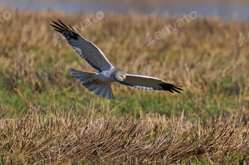 Preview: Hen harrier (Circus cyaneus)