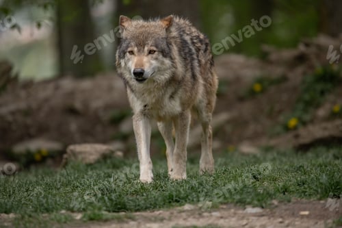 Preview: Grey wolf walking across a grassy meadow surrounded by trees in a forest setting.