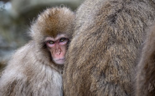 Preview: Infant Japanese Macaque with mother