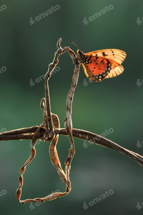 Preview: beautiful of butterfly