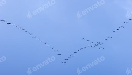 Preview: The group of Goose flying in the blue sky