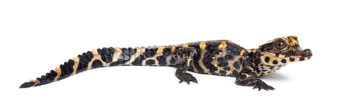 Preview: Dwarf crocodile