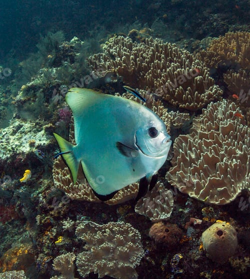 Vista previa: A Creative and Beautiful Indonesia underwater pictures